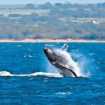 Humpback sightings becoming less common